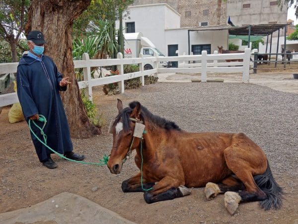 A horse struggling to stand as a result of colic is brought to the SPANA clinic.