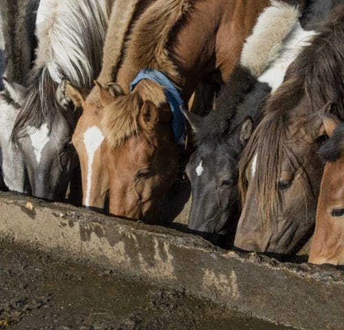 Horses drinking Mongolia