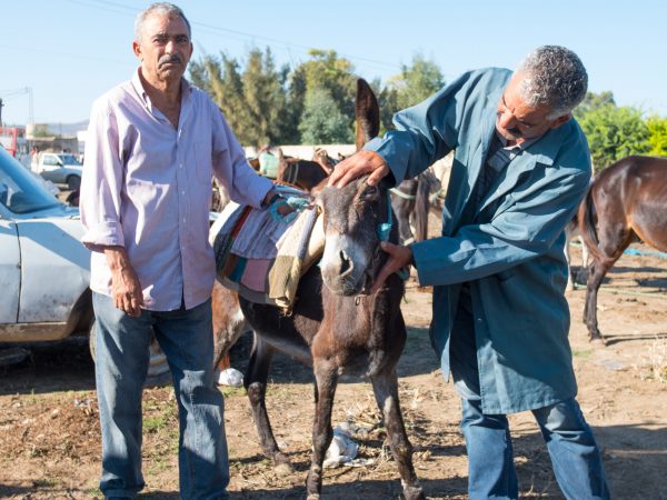 An owner stands next to his donkey while a vet examines its infected eye.