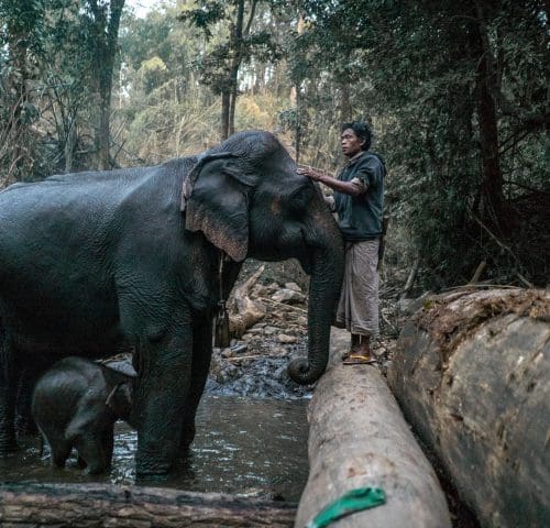 Man strokes head of an elephant stood in a river with her baby