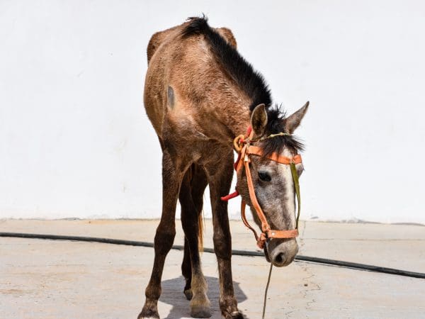 A horse waits for treatment in Boghe, Mauritania