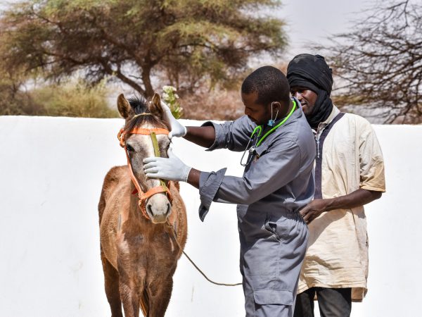 Vets examine a brown horse at the SPANA centre in Boghe, Mauritania