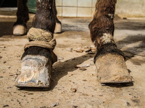 A donkey's feet after a trimming