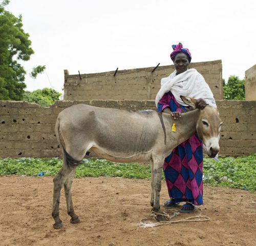Malian woman and her donkey at SPANA mobile clinic