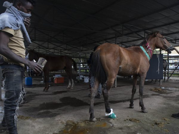 A horse with a bandaged leg stands at the SPANA Bishoftu centre