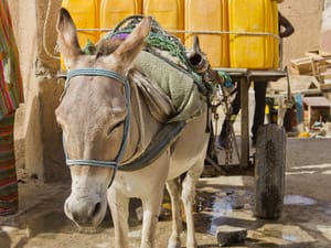 Donkey essential worker