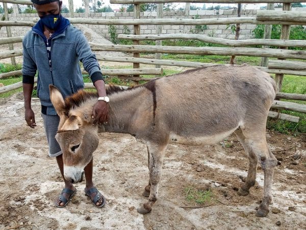 A donkey is brought to the SPANA mobile clinic with EZL and mouth ulcers