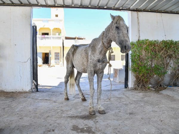 A severely malnourished carriage horse in Mauritania