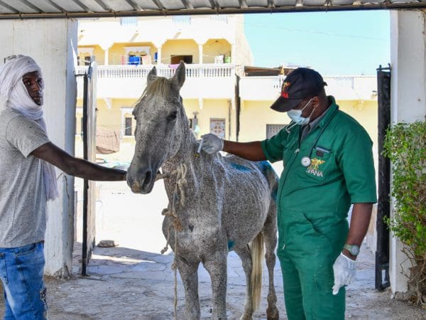 A SPANA Mauritania vet administers an anti-parasite treatment to combat a carthorse's weight loss