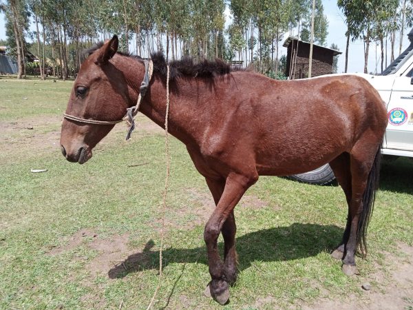 A brown carthorse favours her leg due to an undiagnosed case of lameness in Ethiopia