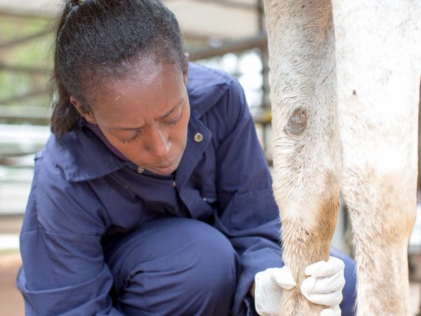 A SPANA Ethiopia vet cleans a horse's leg wound