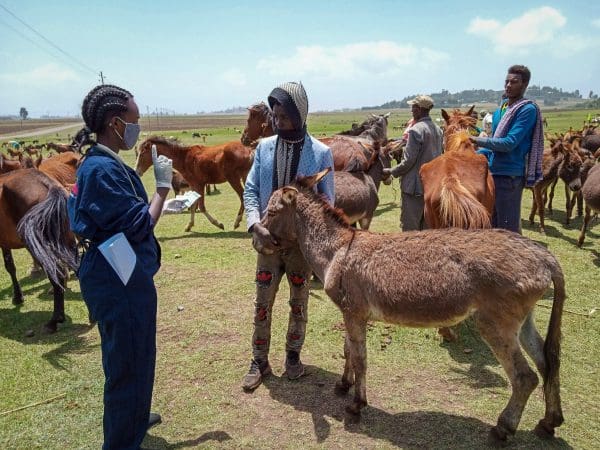 A SPANA Ethiopia vet treats a donkey for lameness during a mobile clinic