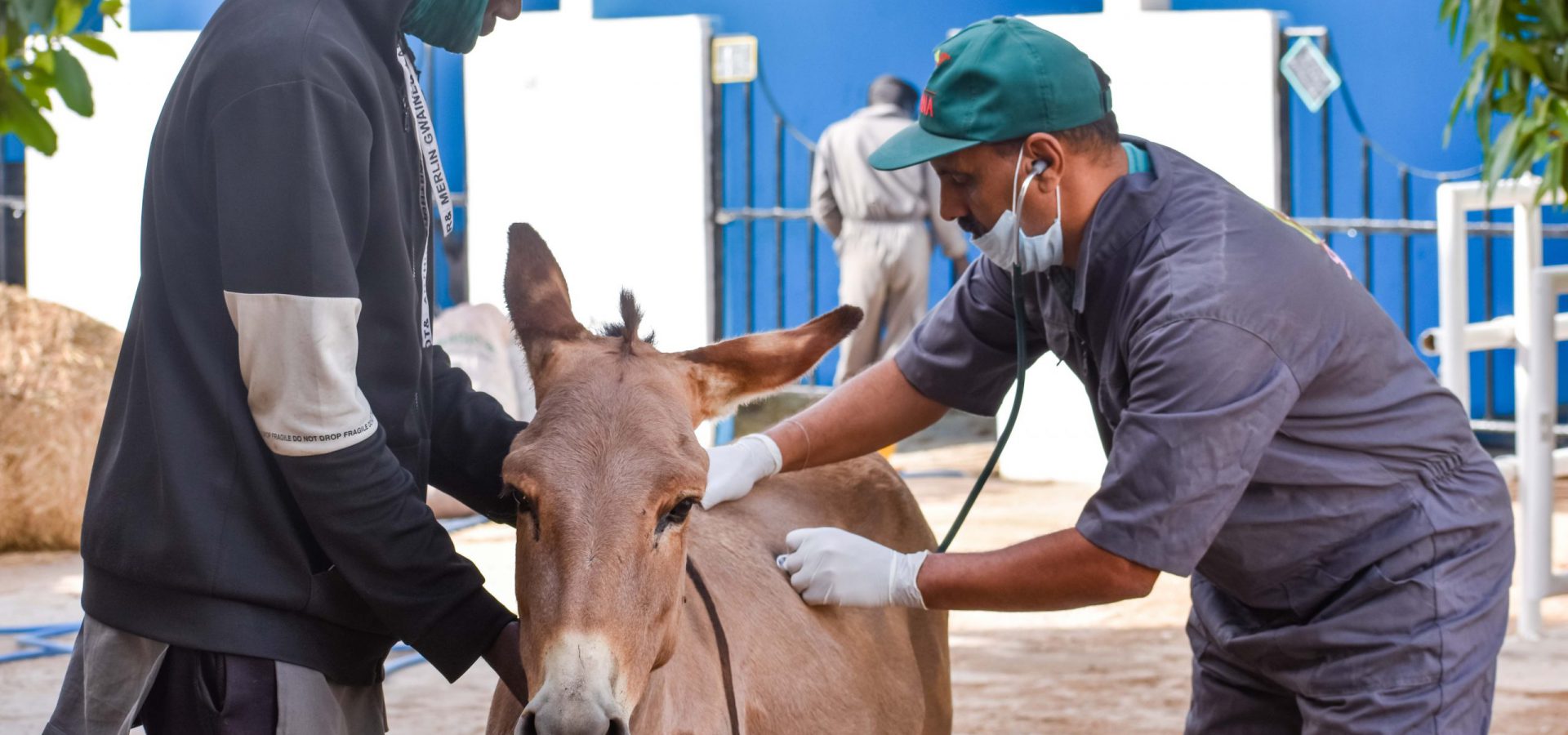 Donkey being examined by vet