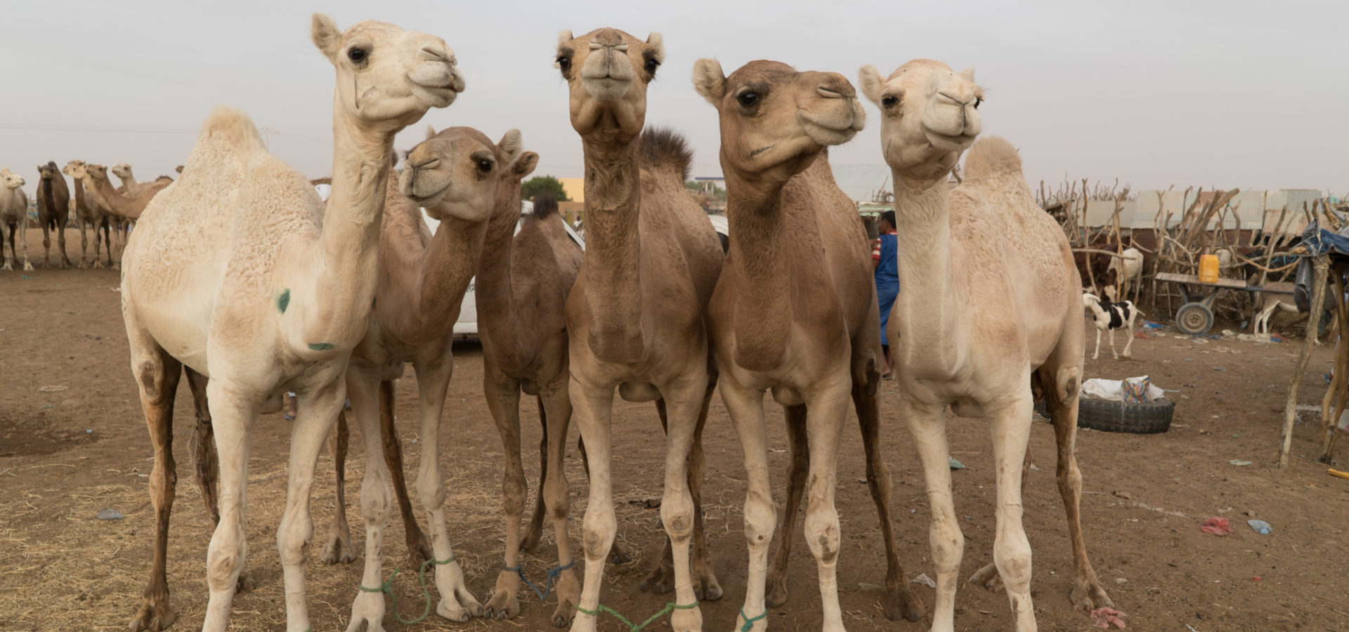 Group of working camels in Mauritania