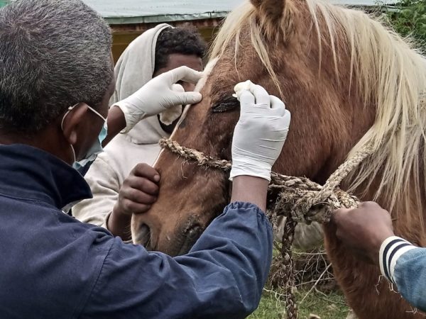 SPANA vet cleaning horse's infected eye