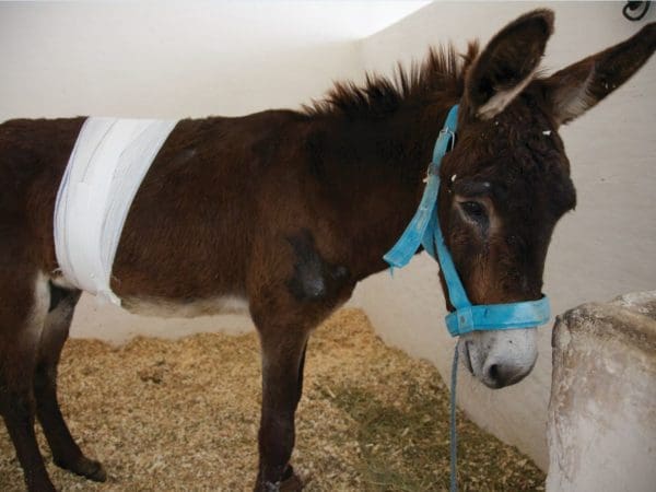 Donkey in recovery with bandage wrapped around torso