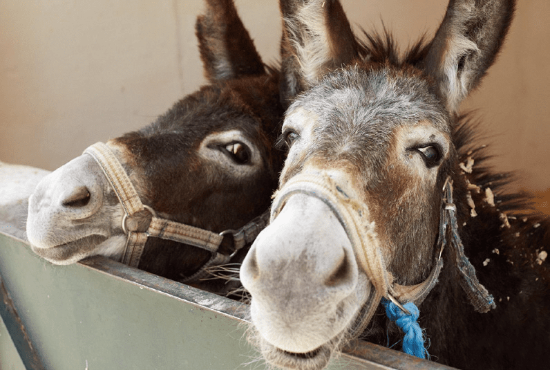 Two donkeys looking happy in a stable