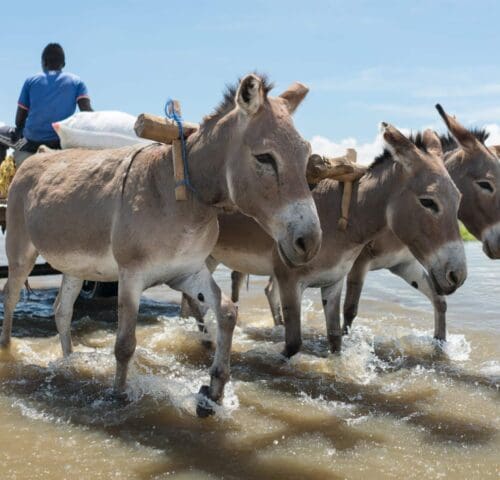 Three donkeys pulling a cart through shallow water with a man wearing a blue tshirt sitting on the cart