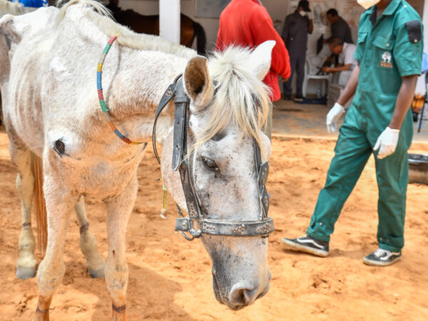 Thin white horse with wounds wearing harness in front of SPANA vet