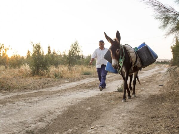 Donkey carrying four large containers with a man wearing a white shirt walking alongside it