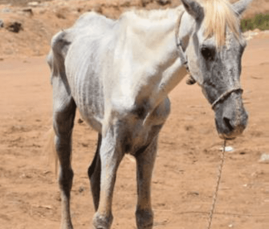 Extremely thin white horse wearing rope harness
