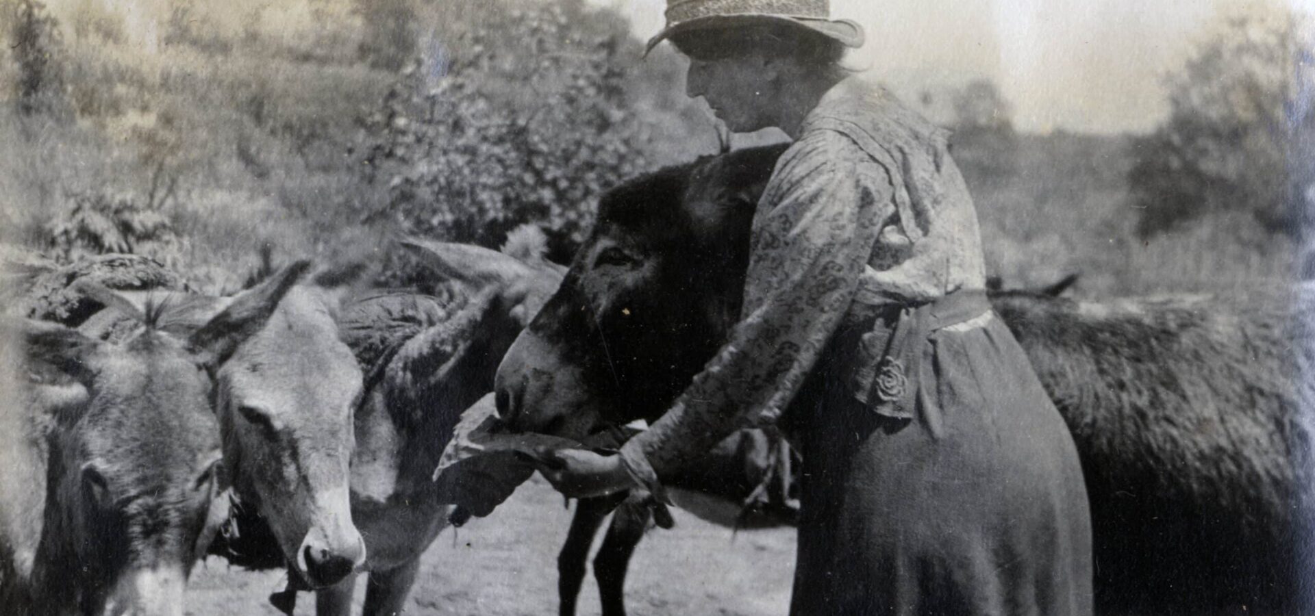 black and white photo of SPANA founder Kate Hosali examining the back of an animal