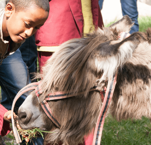 young boy feeding grass to grey fluffy donkey