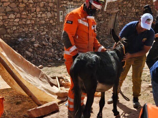 brown donkey being checked by veterinary team after being rescued from underneath building