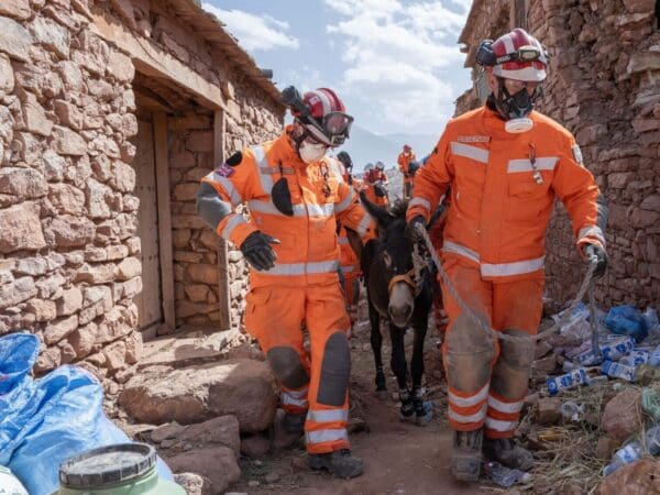 brown donkey being rescued by team in orange suits