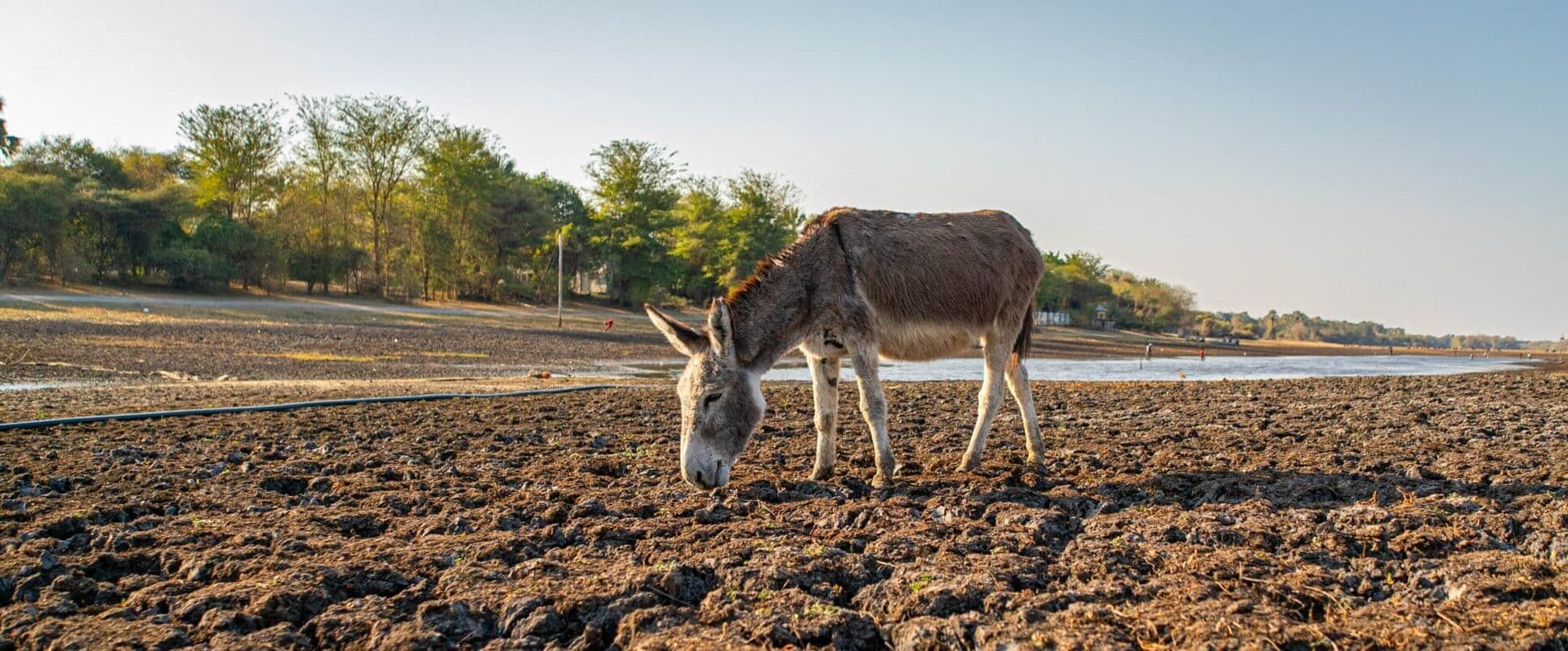 A donkey grazes on a dry river bed during droughts in Botswana.