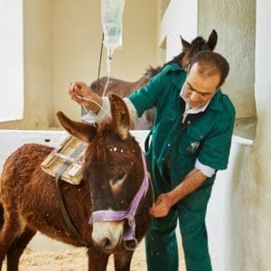 Brown donkey with IV drip